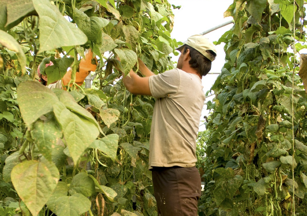 CSA: un’alleanza di filiera